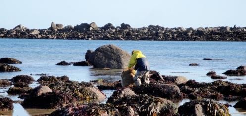 Récoltant à pied d'algues de rive