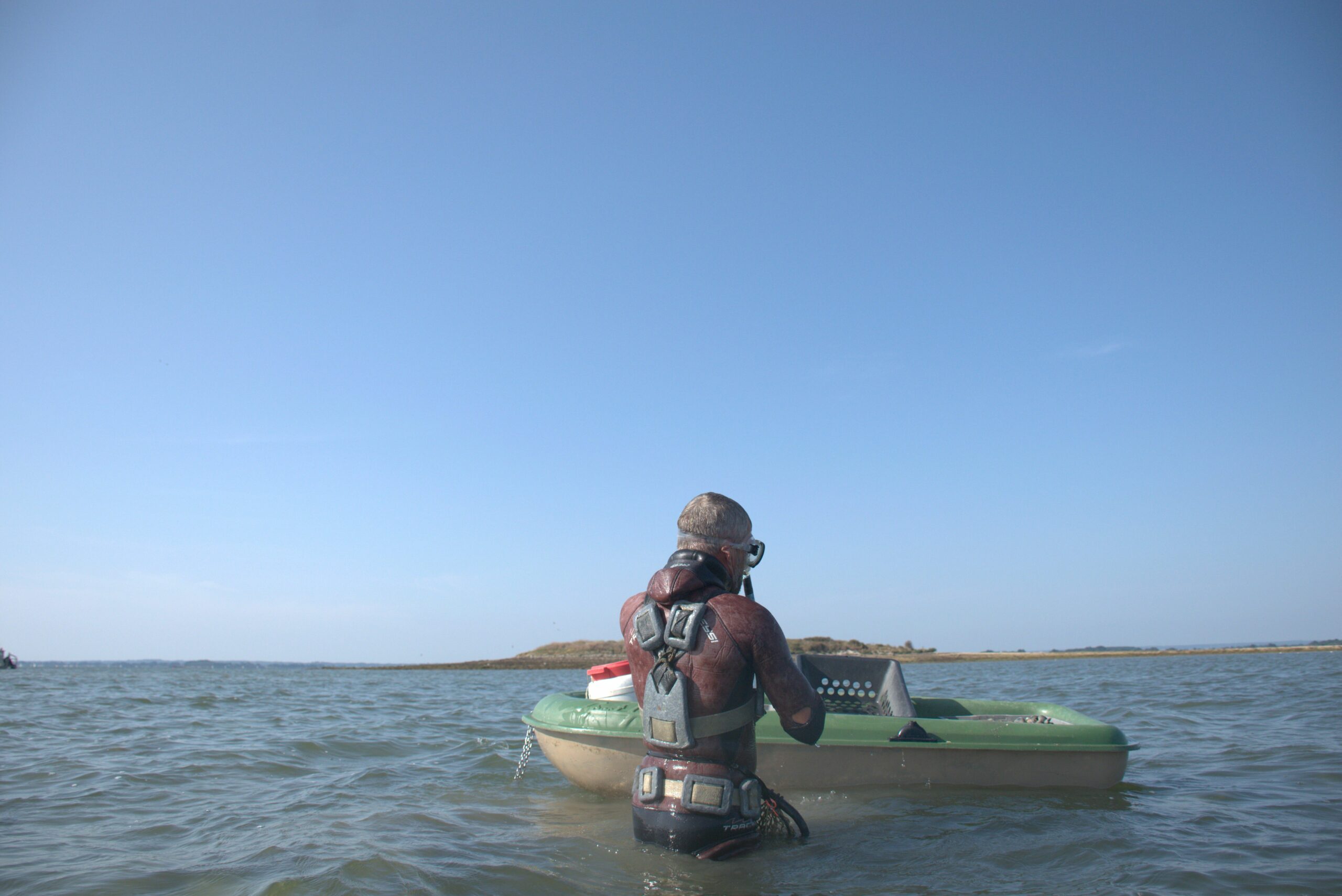 La pêche à la palourde dans le Golfe du Morbihan